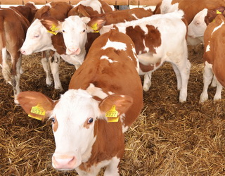 «Крамагросвіт» збільшить стадо продуктивних корів